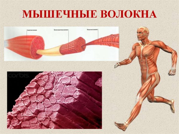 Строение волокна скелетной мышцы