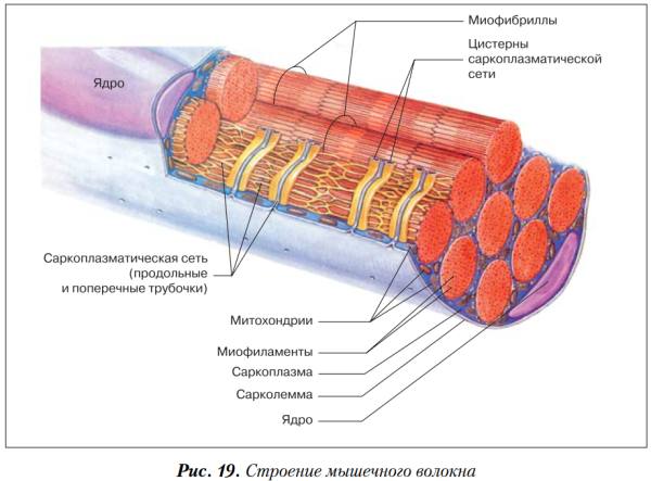 Строение скелетной мышцы рисунок