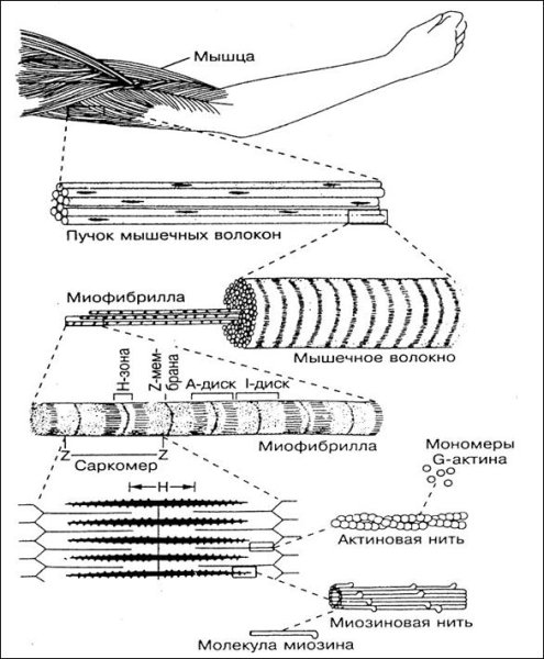 Миофибриллы поперечно-полосатой мышечной ткани