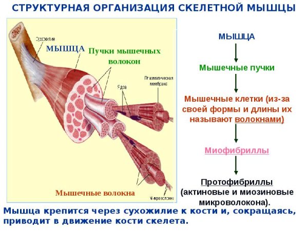 Мышечная клетка строение сарколемма