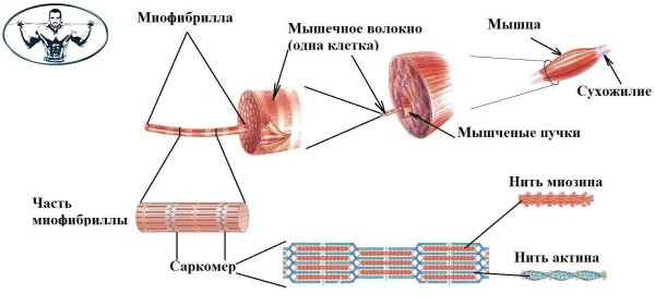 Структура мышечного волокна и миофибриллы