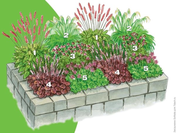 Клумба непрерывного цветения с флоксами