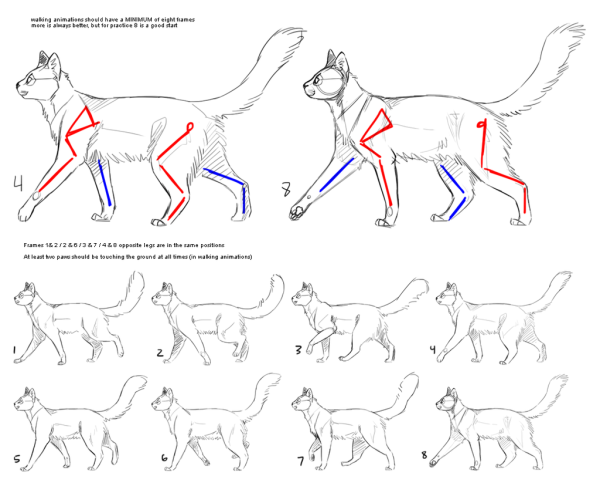 Референс ходьбы кошки
