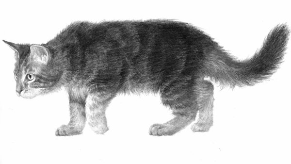Кошка карандашом в полный рост
