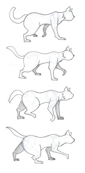 Кот сзади референс