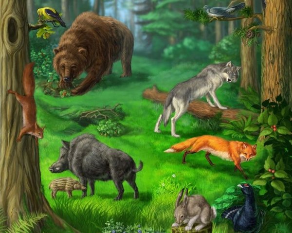 Лес и его обитатели