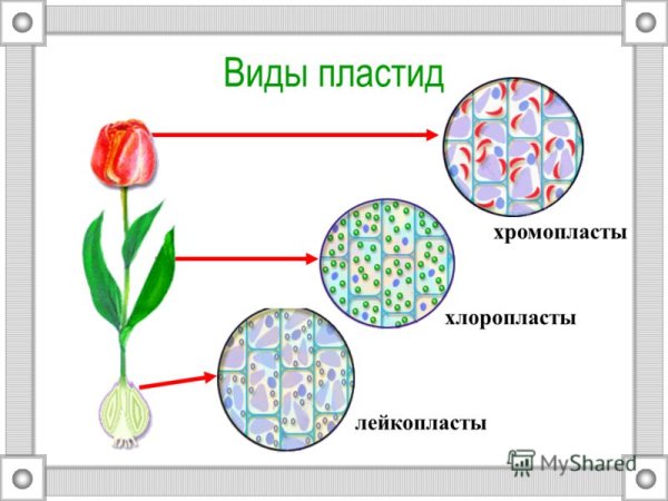 Пластиды хлоропласты хромопласты лейкопласты функции