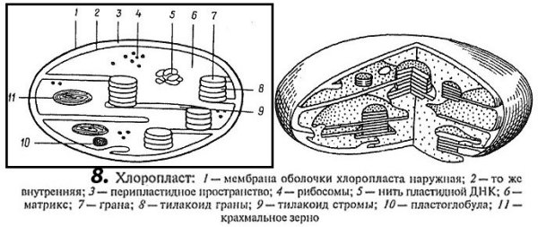 Хлоропласты на схеме клетки