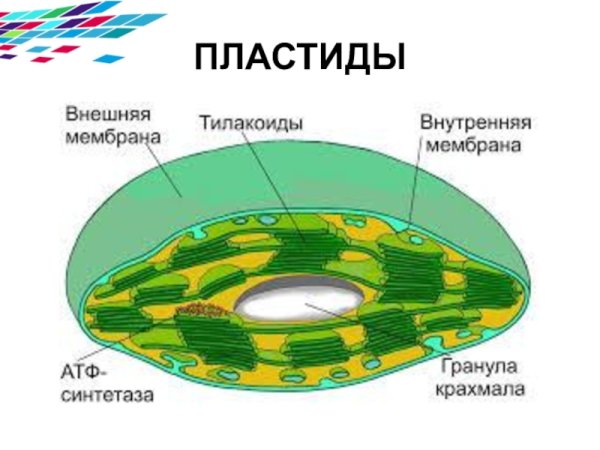 Пластиды хлоропласты строение рисунок