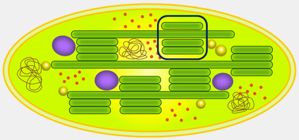 Хлоропласт в клетке рисунок