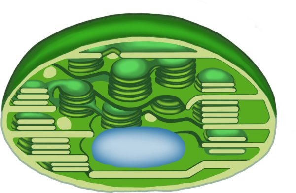 Пластиды хлоропласты