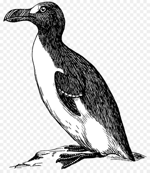 Бескрылая Гагарка чб