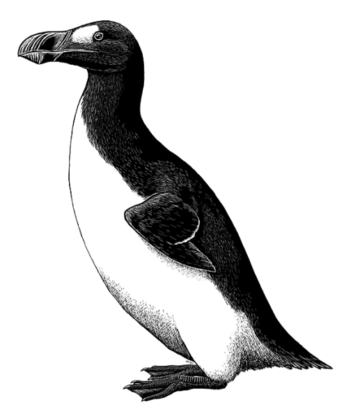Pinguinus impennis
