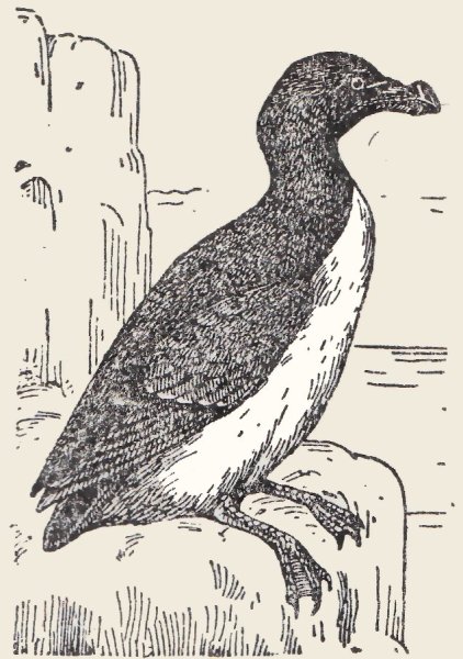 Бескрылая Гагарка рисунок