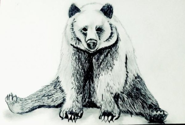 Нарисовать медведя сидящего