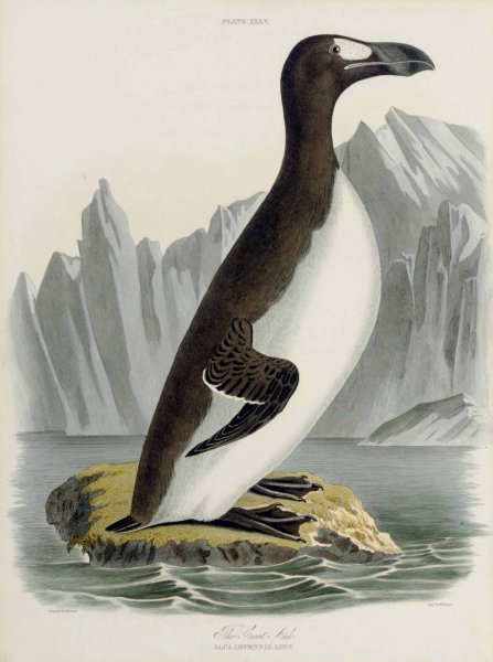 Бескрылая Гагарка красная книга