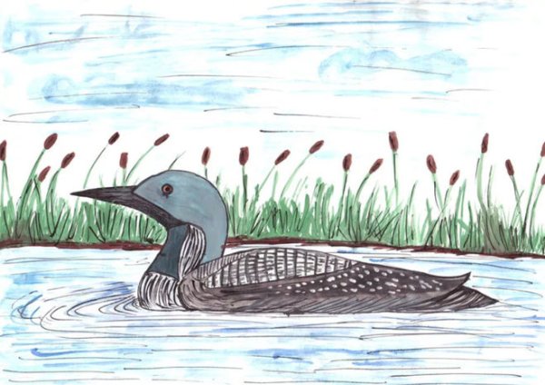 Чернозобая гагара рисунок