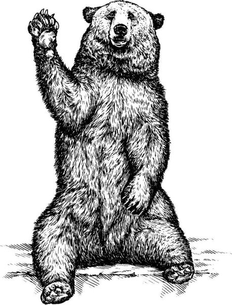 Медведь на задних лапах вектор