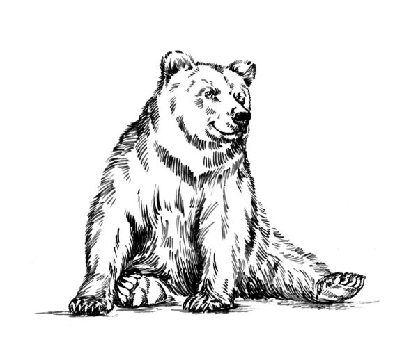 Трафарет для выжигания медведь