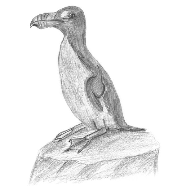 Бескрылая Гагарка рисунок