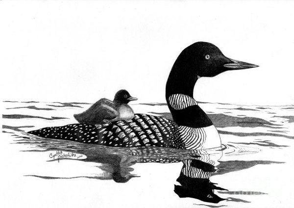 Чернозобая гагара рисунок