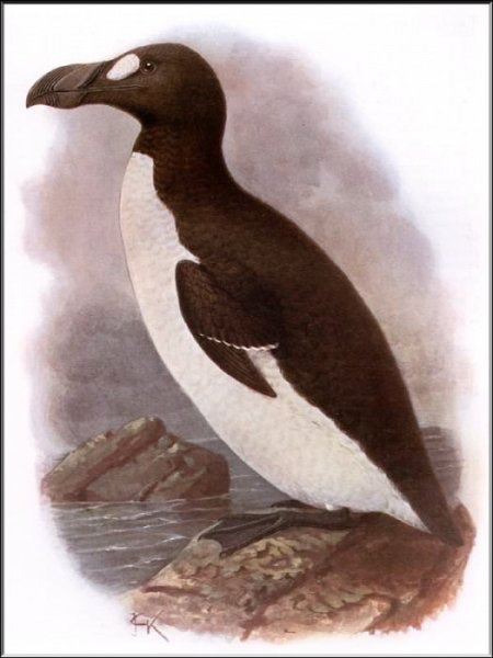 Бескрылая Гагарка