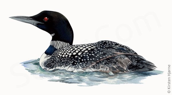 Европейская чернозобая гагара рисунок