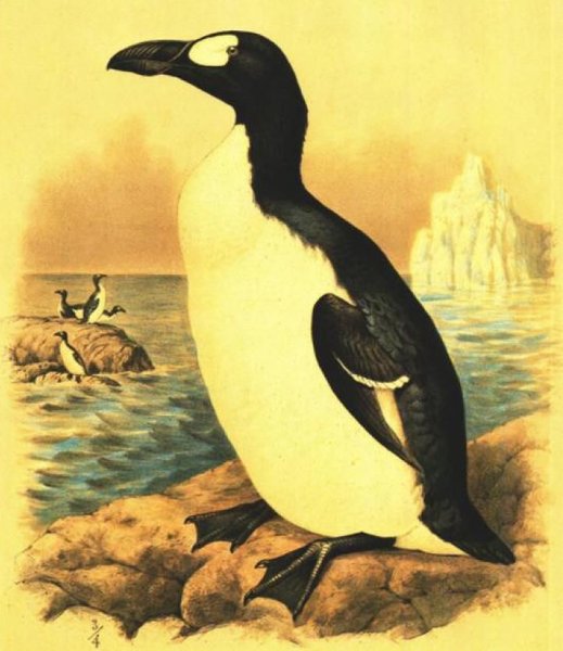 Животное бескрылая Гагарка