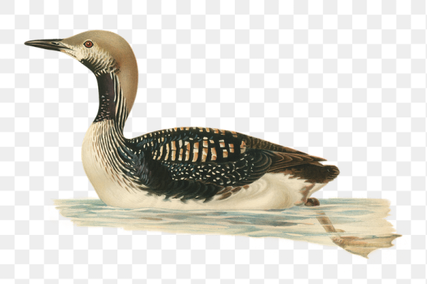 Чернозобая гагара Таксидермия