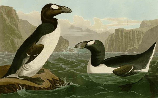 Бескрылая Гагарка чучело