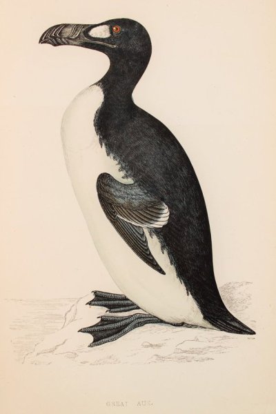 Бескрылая Гагарка птица