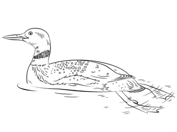 Чернозобая гагара рисунок