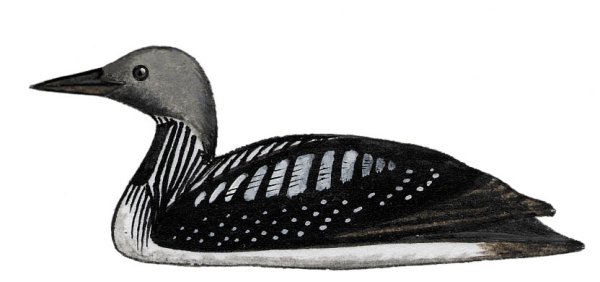Чернозобая гагара на белом фоне