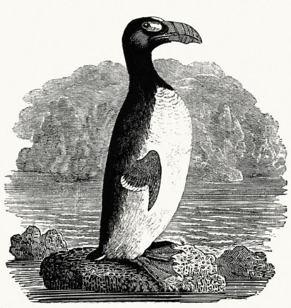 Бескрылая Гагарка чучело