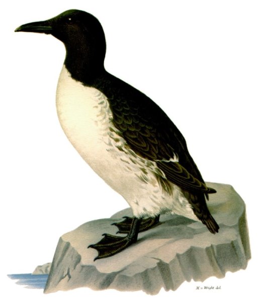 Гагарка на белом фоне