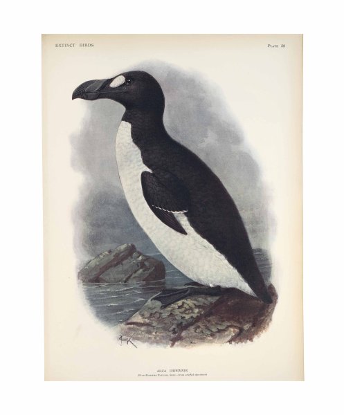 Бескрылая Гагарка описание