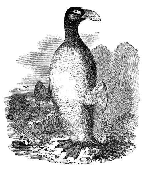 Бескрылая Гагарка Art