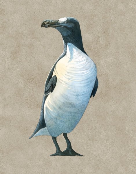 Бескрылая Гагарка птица