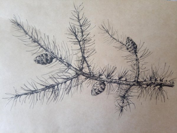 Рисование ветка лиственницы