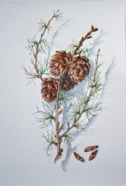 Лиственница ветки и шишки