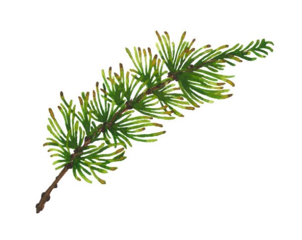 Ветви лиственницы