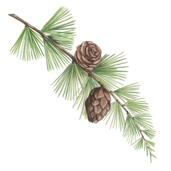 Шишки лиственницы на белом фоне