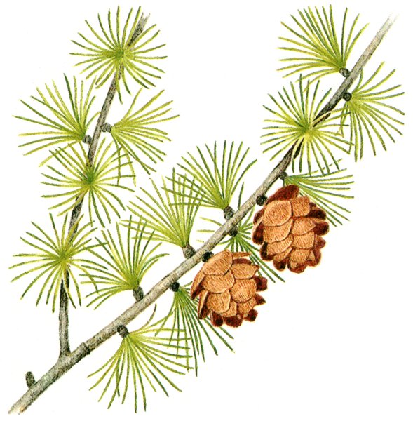 Рисование ветка лиственницы