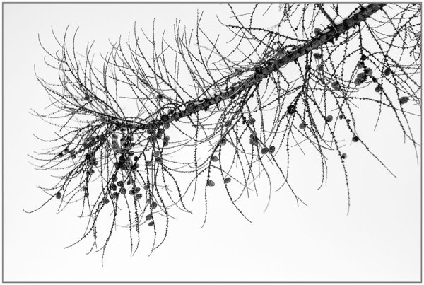 Лиственница Сибирская рисунок хвоинки