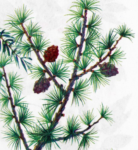 Лиственница Сибирская строение