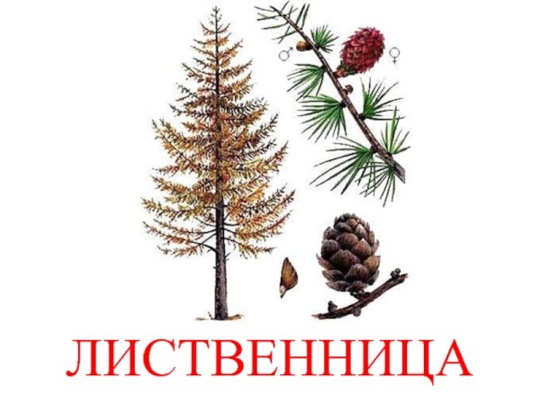 Хвоинки лиственницы