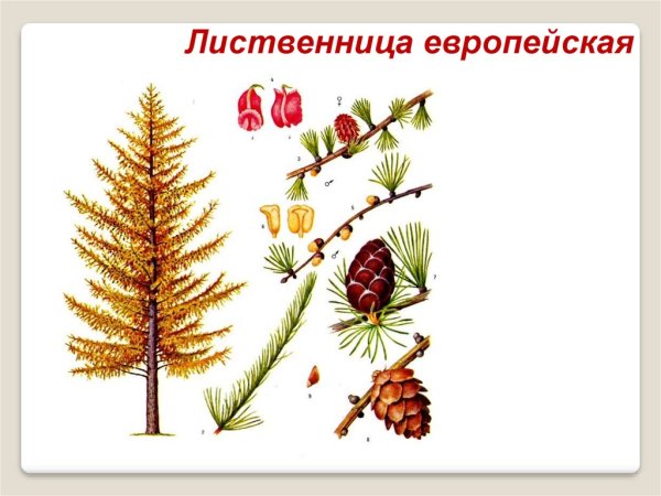 Лиственница Ботаническая иллюстрация