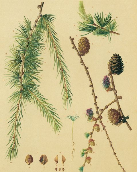 Кедровая ветвь ветка на прозрачном фоне