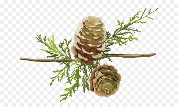 Шишки раскраска