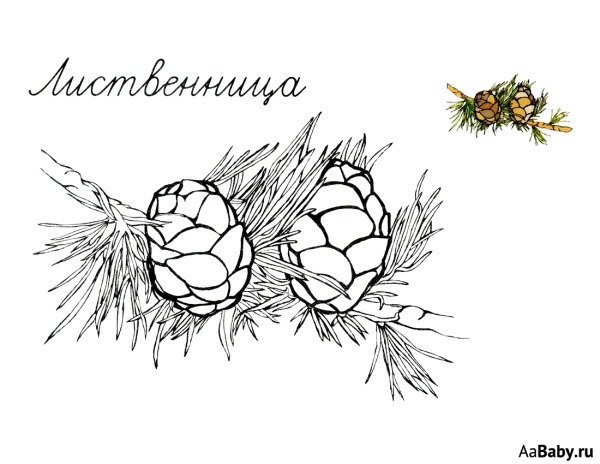 Кипарисовая туя веточки